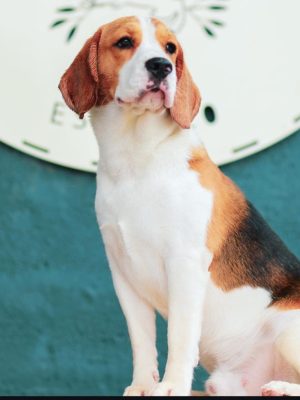 whatsapp-image-2025-04-27-at-110631-am-1